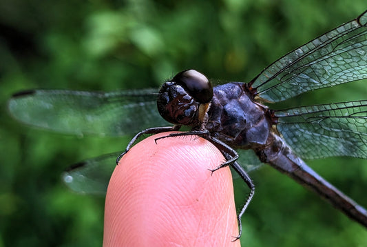 blue dragonfly facing the camera