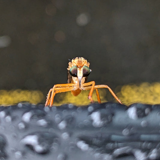 robber fly in the rain, facing the camera