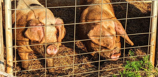 pigs in a stall at sunset