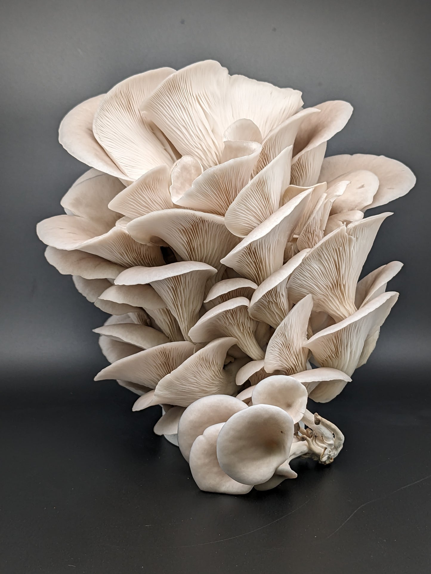 DIY mushroom kit
