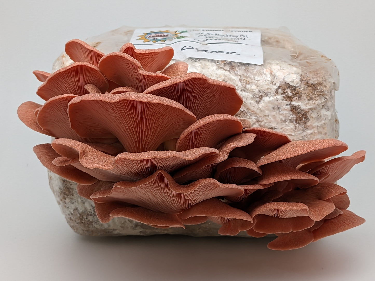 Grow-at-home Fruiting Block