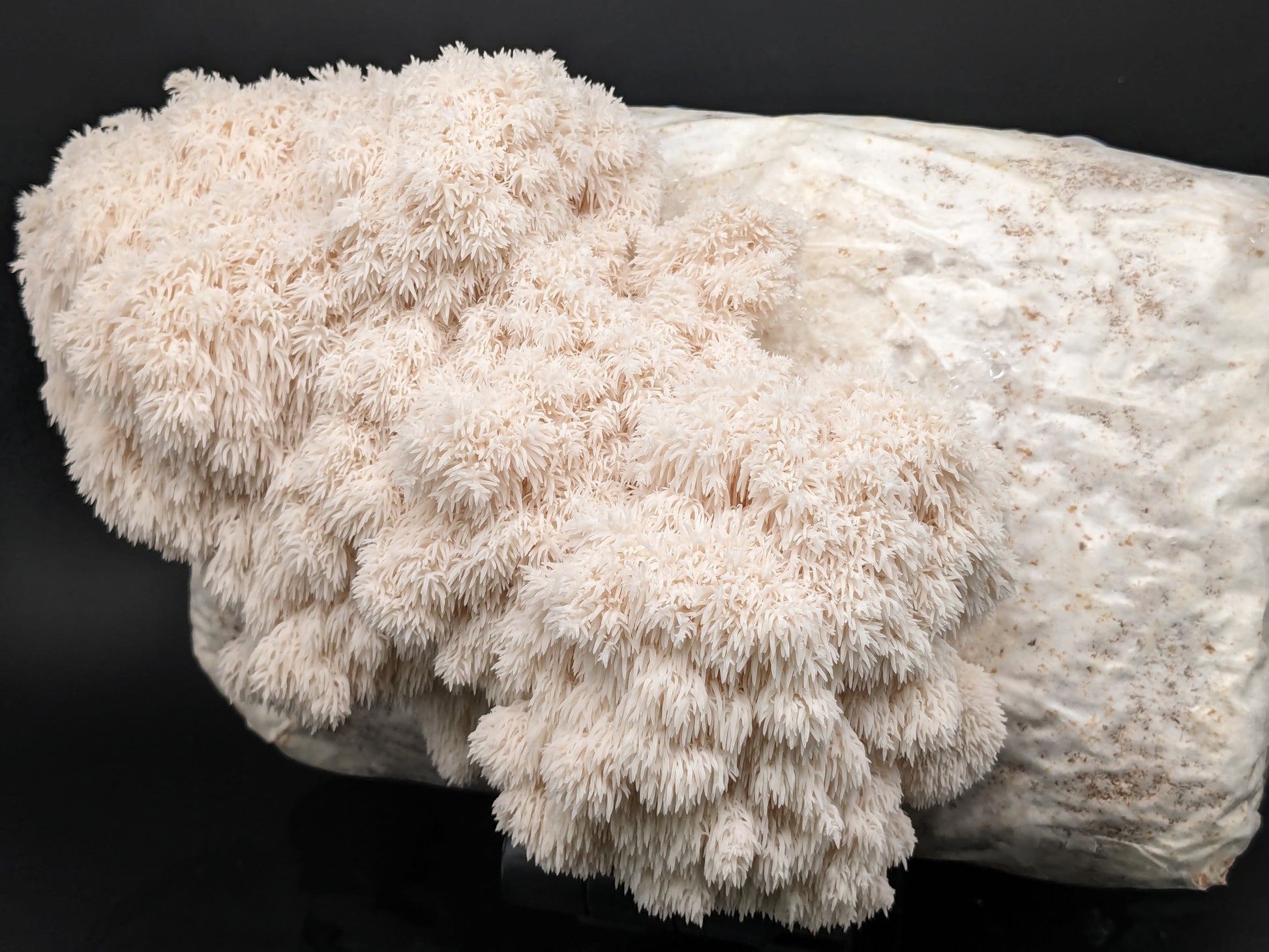 front view of a bear's head growing on a home mushroom growing DIY kit