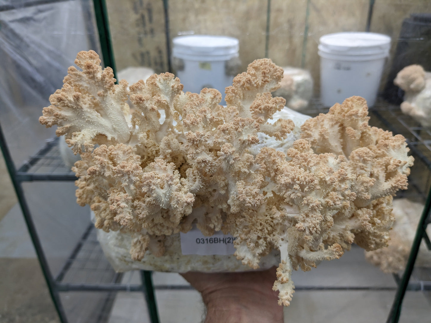 Grain spawn, Lion's mane (Hericium sp.), including Bear's Head and Coral Tooth, 5 lbs.