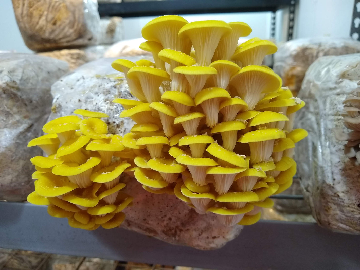 clusters of mature golden oysters on a home mushroom growing DIY kit