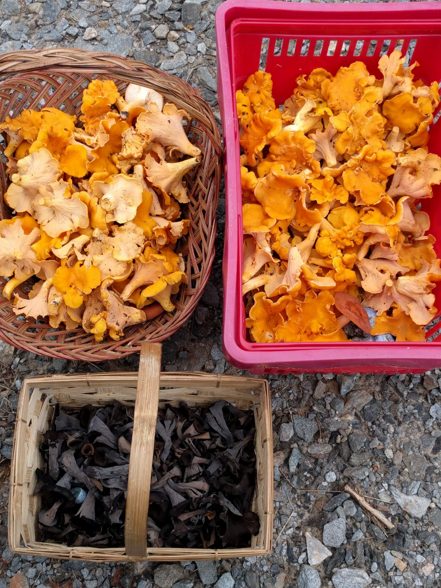 North Carolina Safe Mushroom Forager Certification