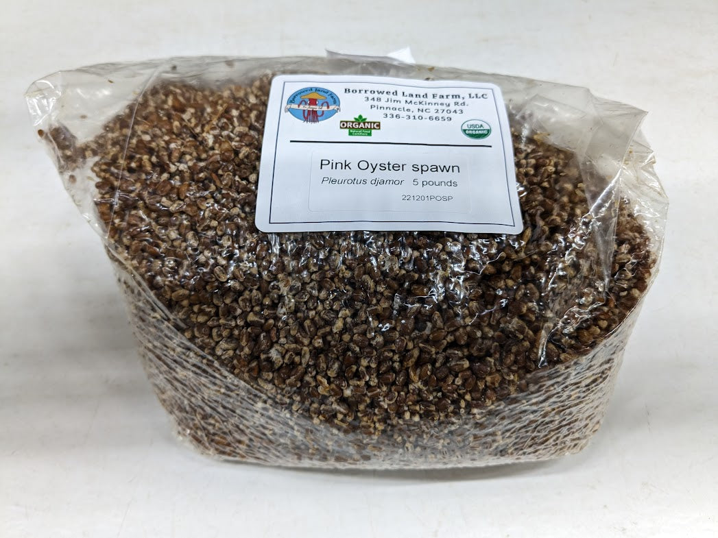 Grain spawn, Oyster (Pleurotus sp), multiple varieties, 5 lbs.