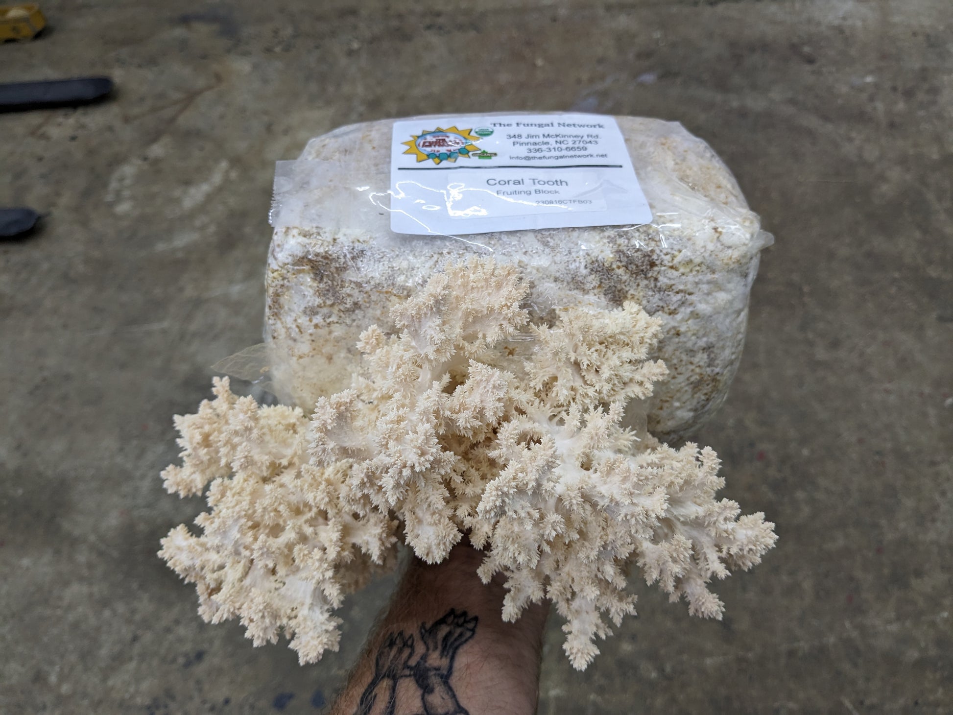 Coral tooth grow-at-home mushroom fruiting block