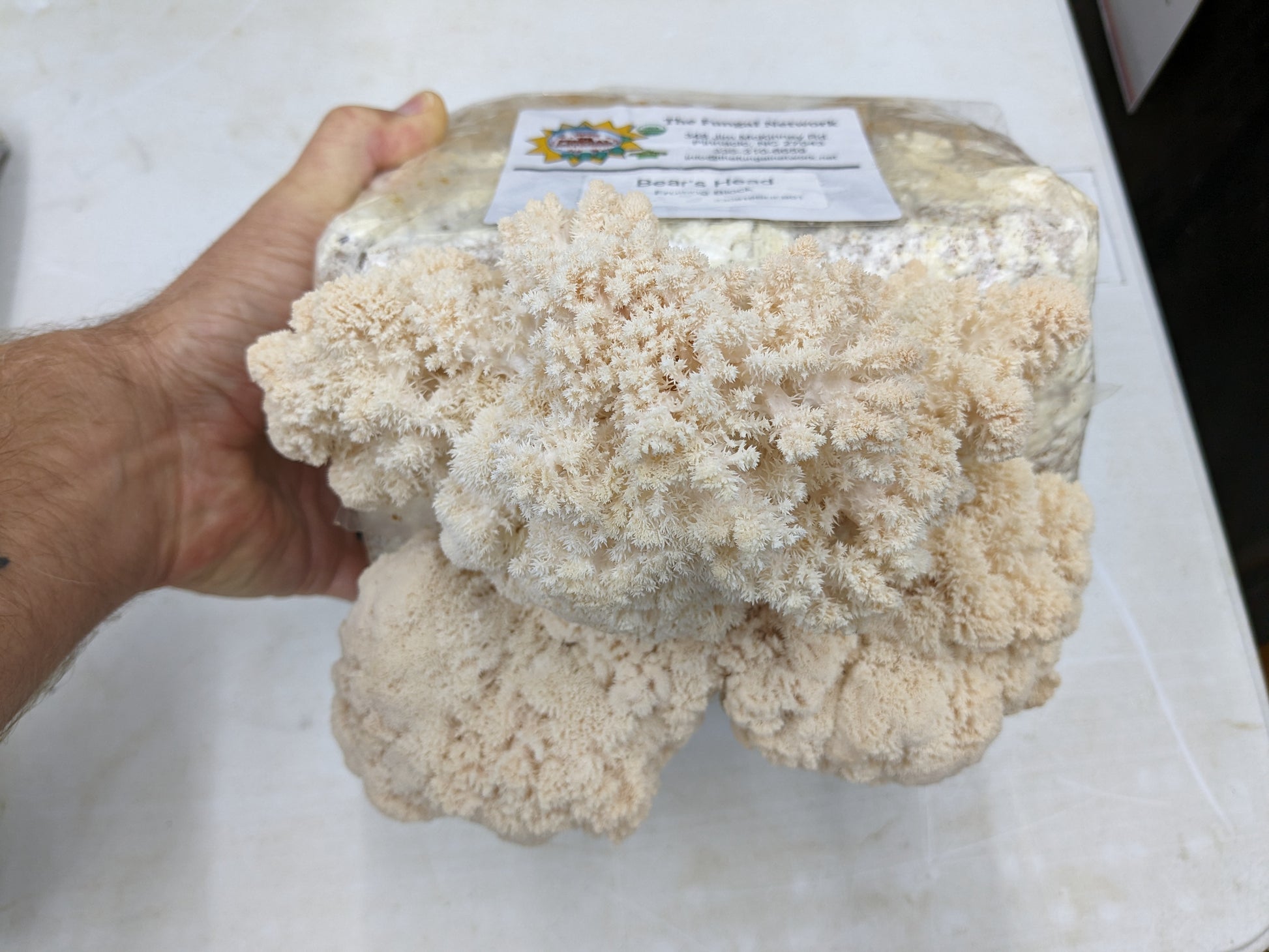 Bear's head grow-at-home mushroom fruiting block