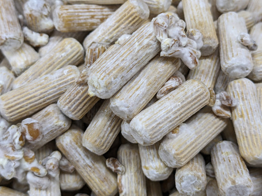 closeup view of wood dowel mushroom spawn for logs inoculation