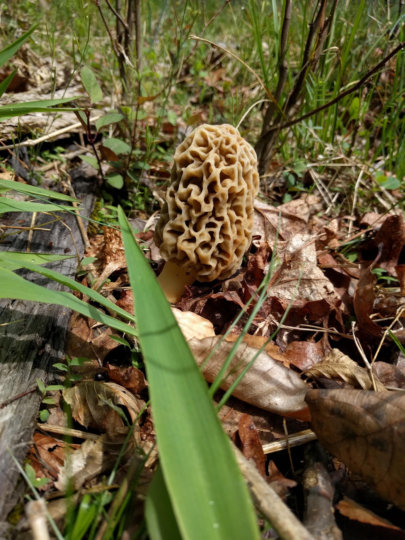 a wild blond morel growing from the ground