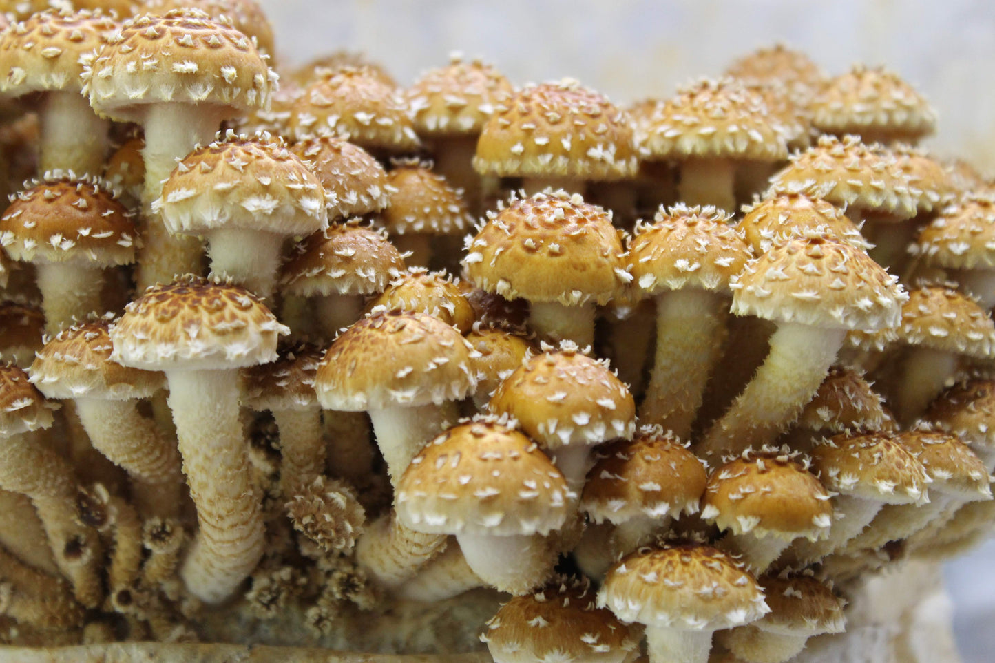 Grain spawn, chestnut mushroom, 5 lbs.