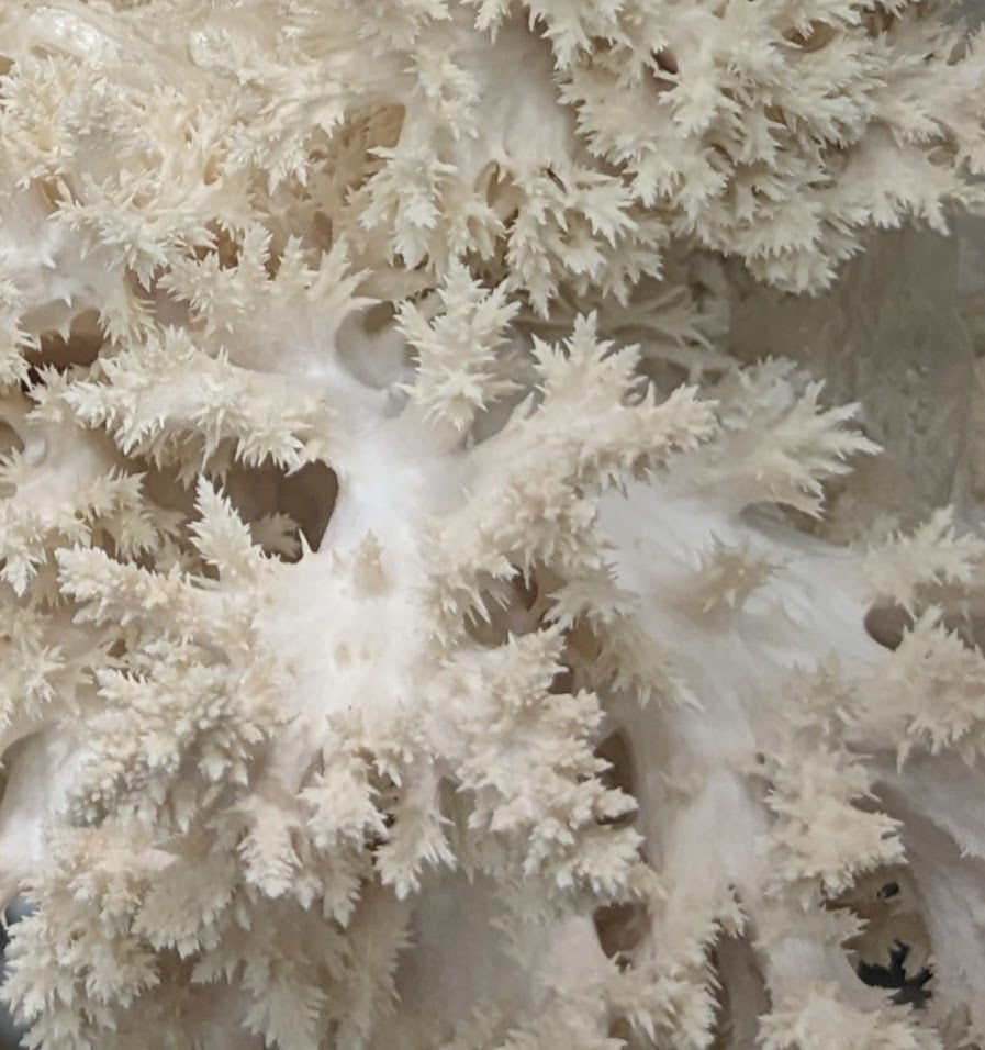closeup of highly branched coral tooth mushrooms on a home growing mushroom DIY kit
