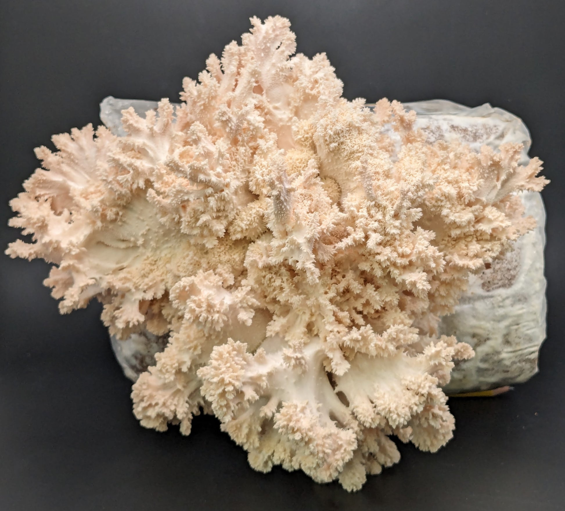 front view of mature coral tooth growing on a home mushroom growing DIY kit