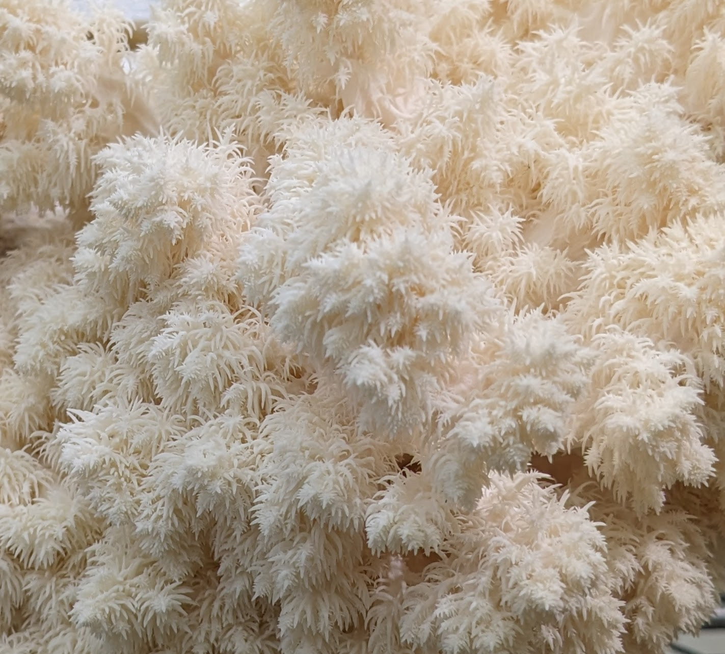 a closeup of fluffy coral tooth mushrooms on a home mushroom growing DIY kit