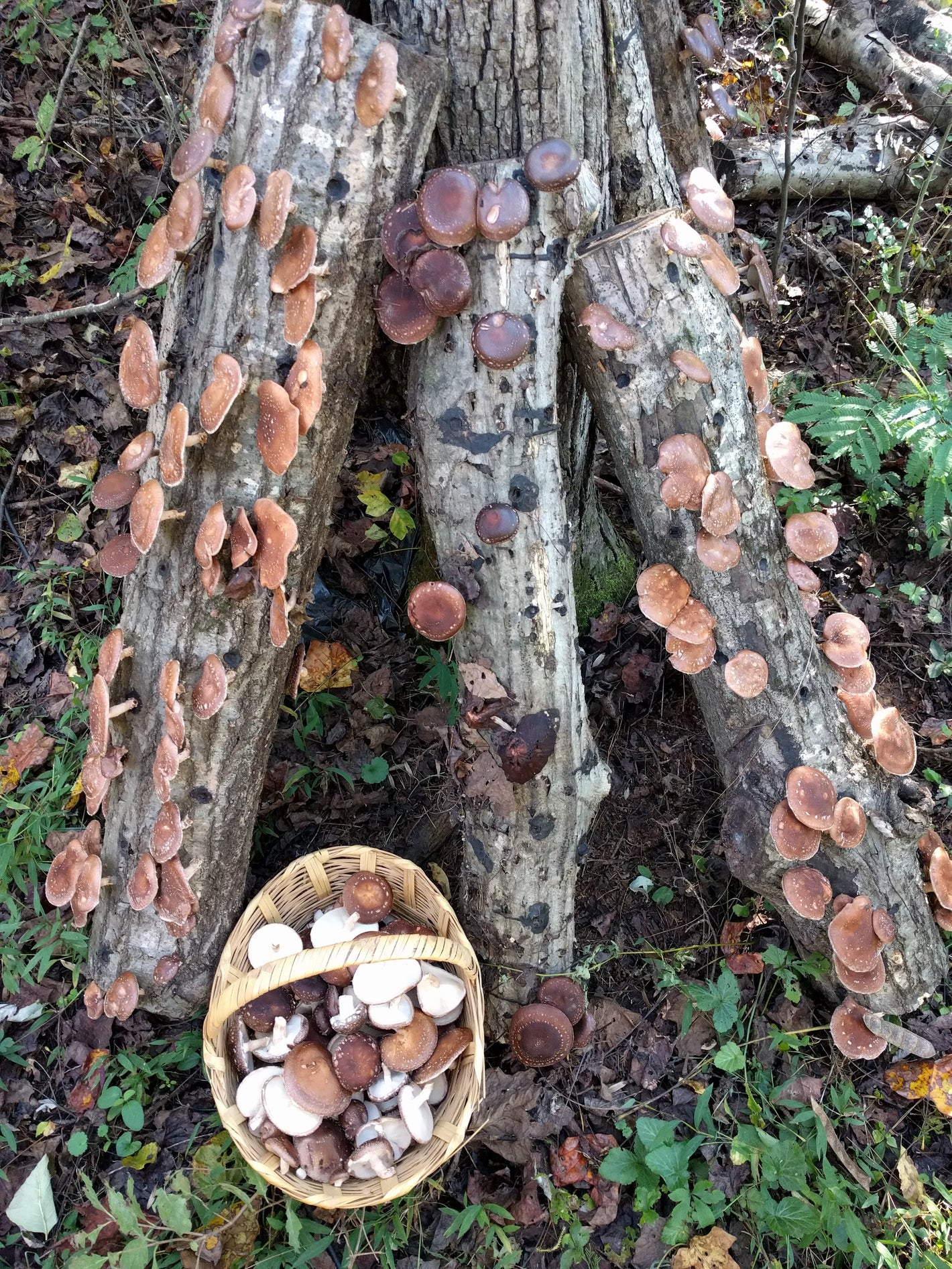 shiitake logs covered in mushrooms and a basket of harvested shiitakes