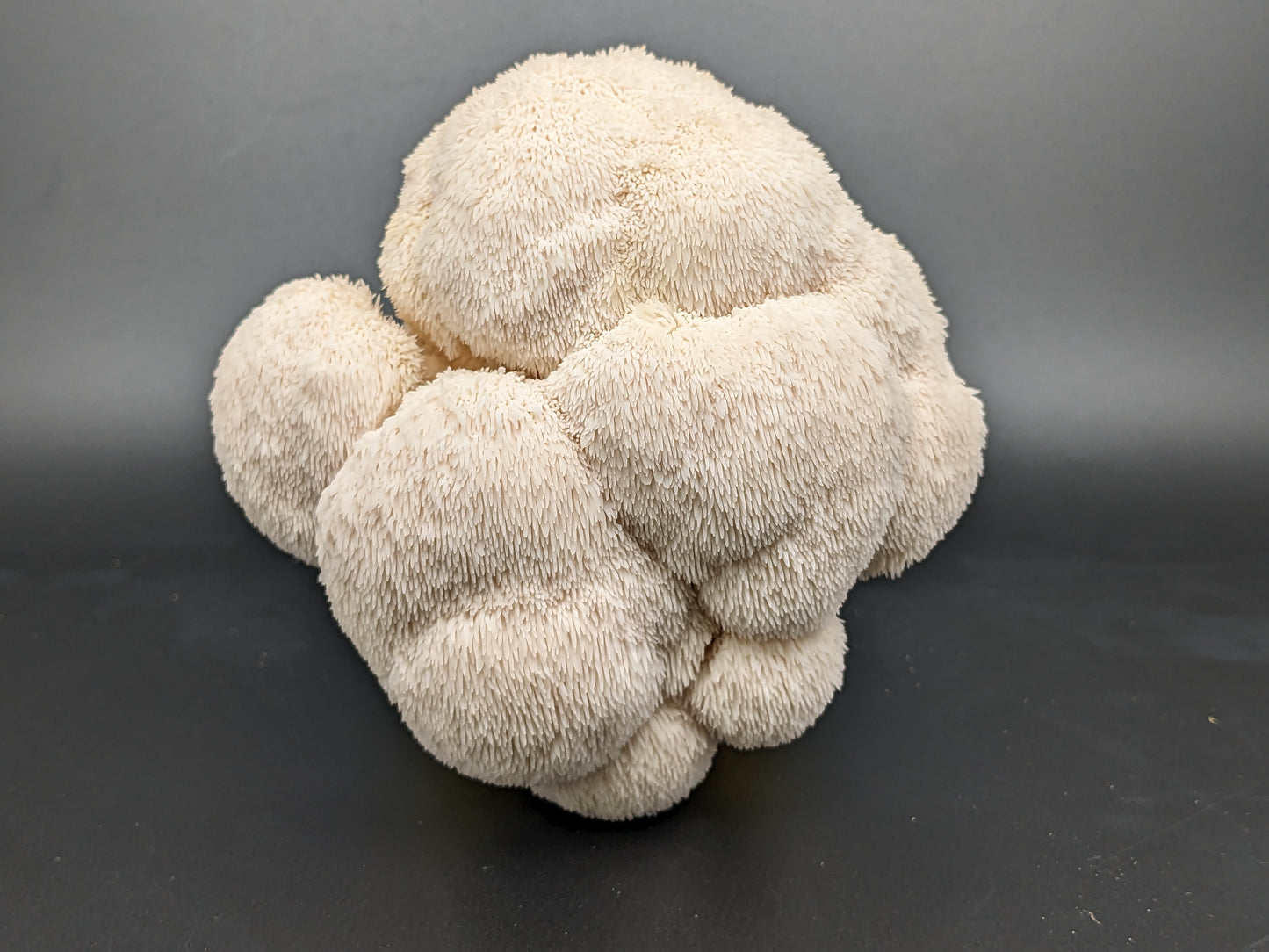 harvested lion's mane from home mushroom growing DIY kit