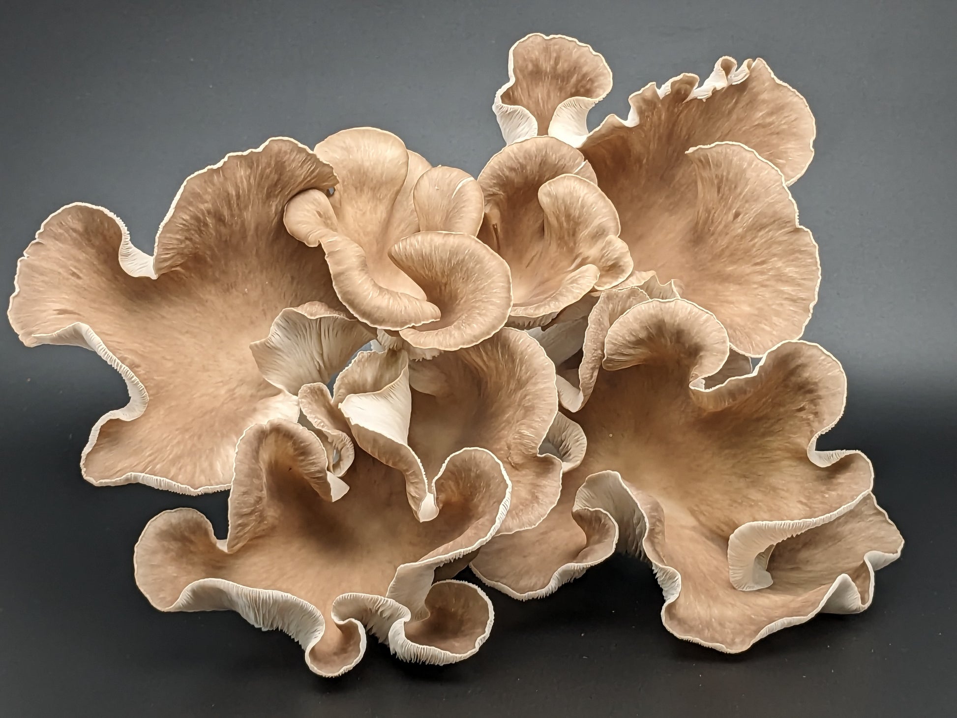 large, flowery phoenix oyster harvested from home mushroom growing DIY kit