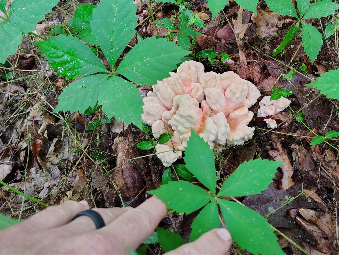 a young white-pored chicken of the woods